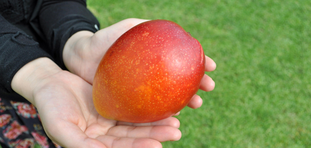 美味しく追熟する方法